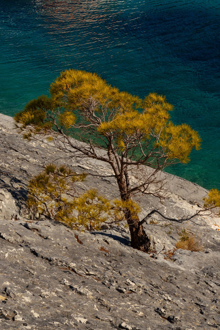 Rooted in Stone, fotografia fine art da WESDEN Studio