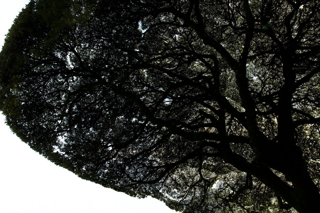 Living Canopy