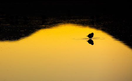 Alone in Gold, fotografia fine art da WESDEN Studio